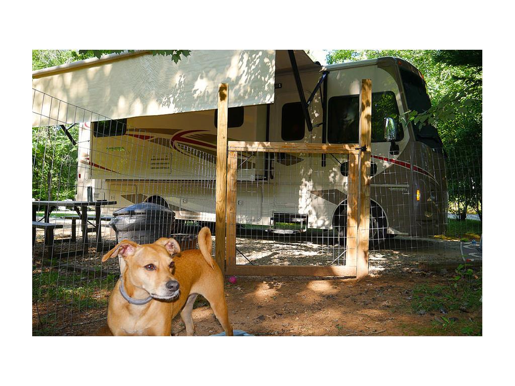 Bella standing outside Vista at 4 Paw Kingdom RV Park