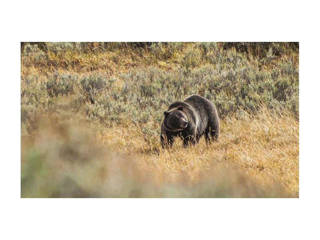 Grizzly bear in grass in Yellowstone National Park