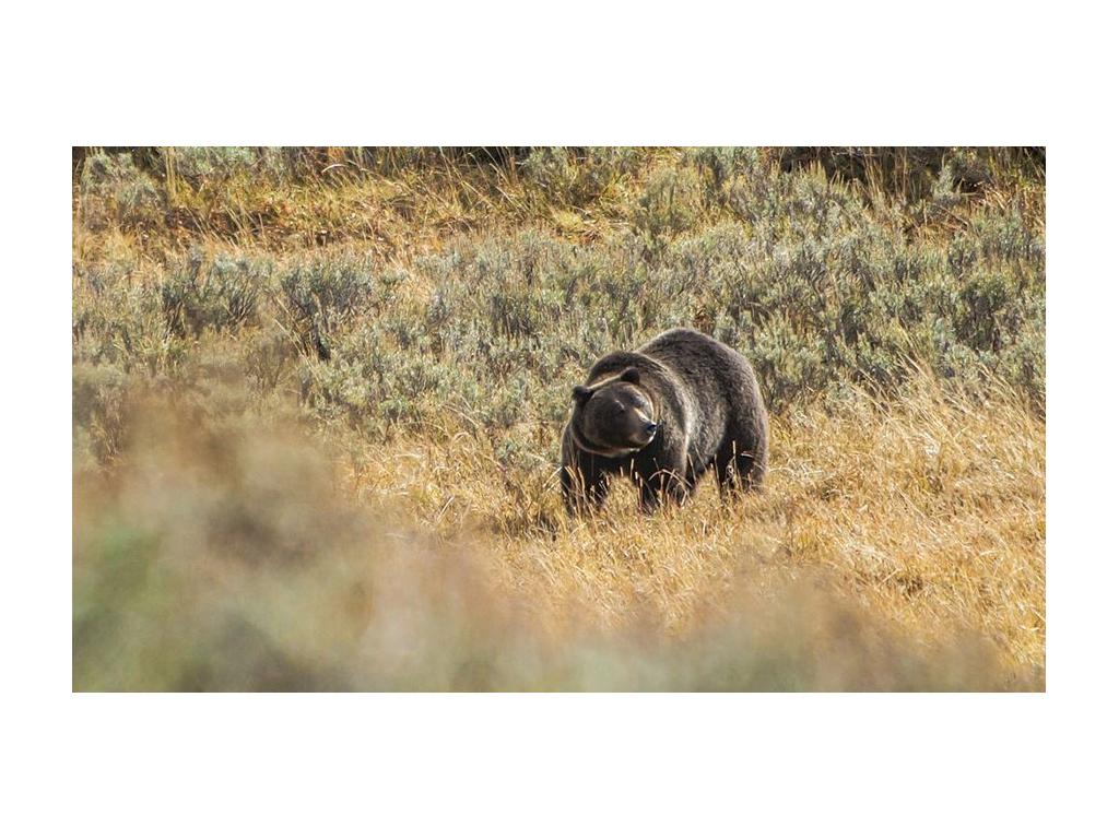 Grizzly bear in yellow grass in Yellowstone National Park