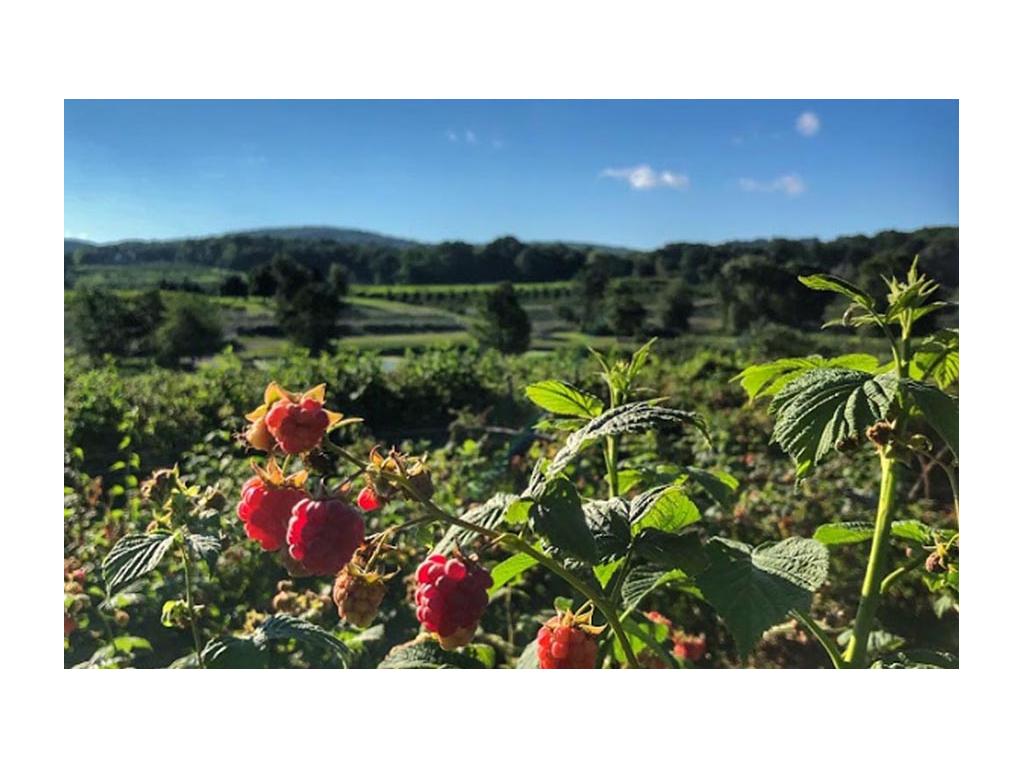Raspberries growing at Harvest Host in Connecticut