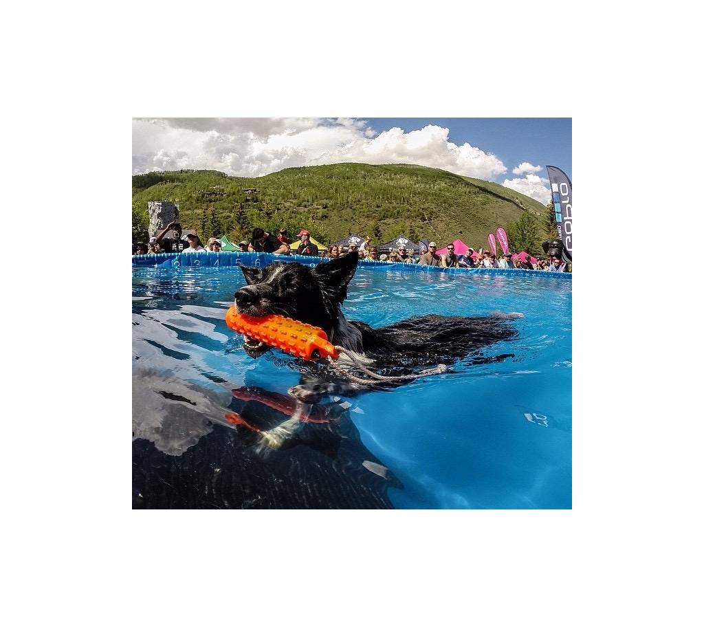 Dog swimming in the water holding a toy in its mouth.