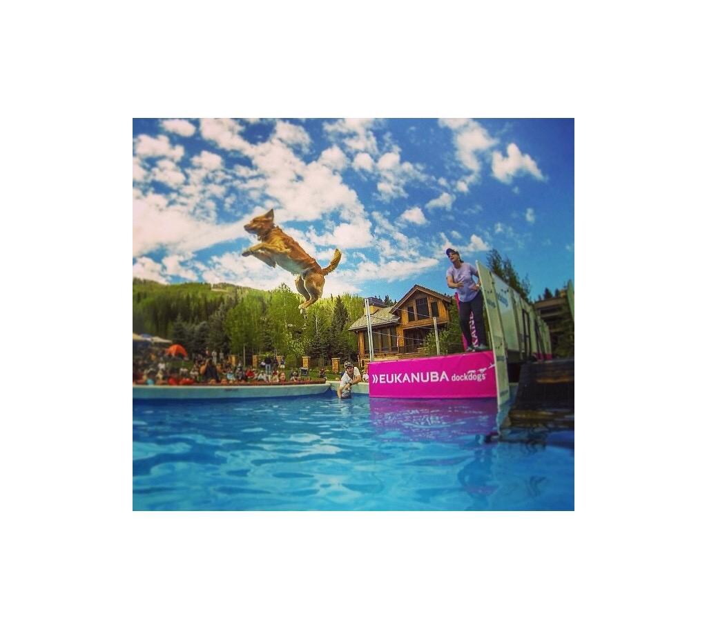 Dog leaping off a platform into the water.