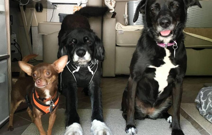 Wally, Brady and Abby posing for a photo in the Forza