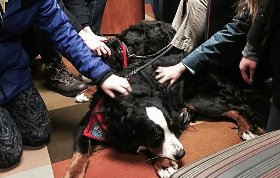 Group of people sitting around petting Bernese Mountain Dog