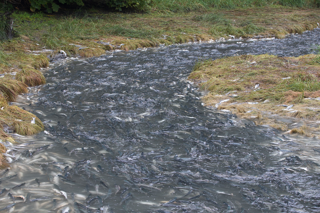 River overflowing with salmon.