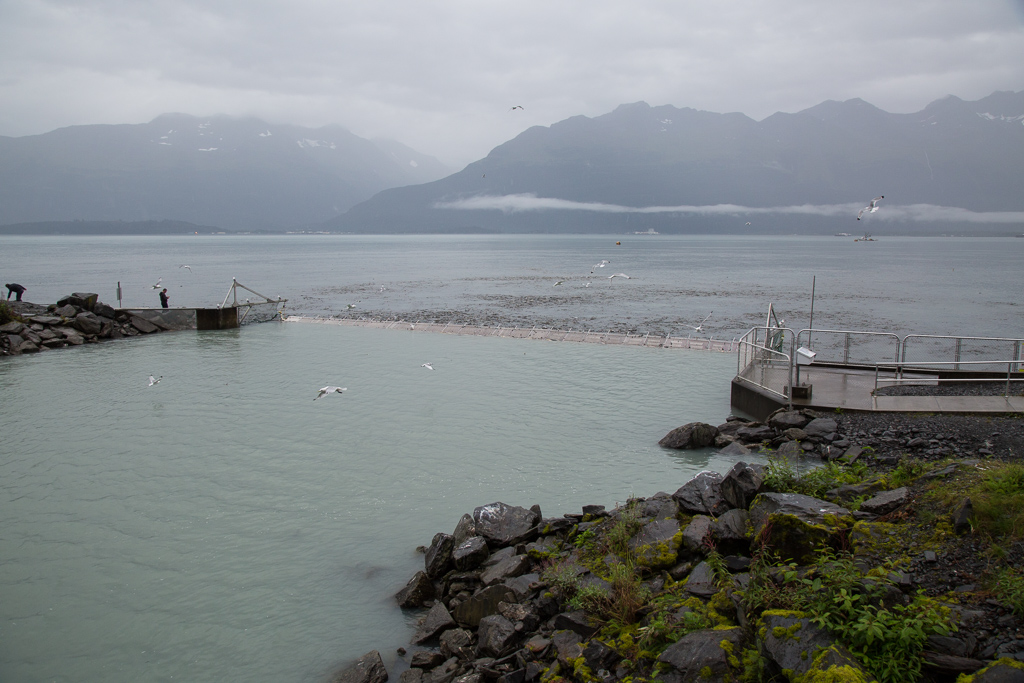 Weir funneling the salmon into the adjacent fish ladder with mountains on the other side of the water.