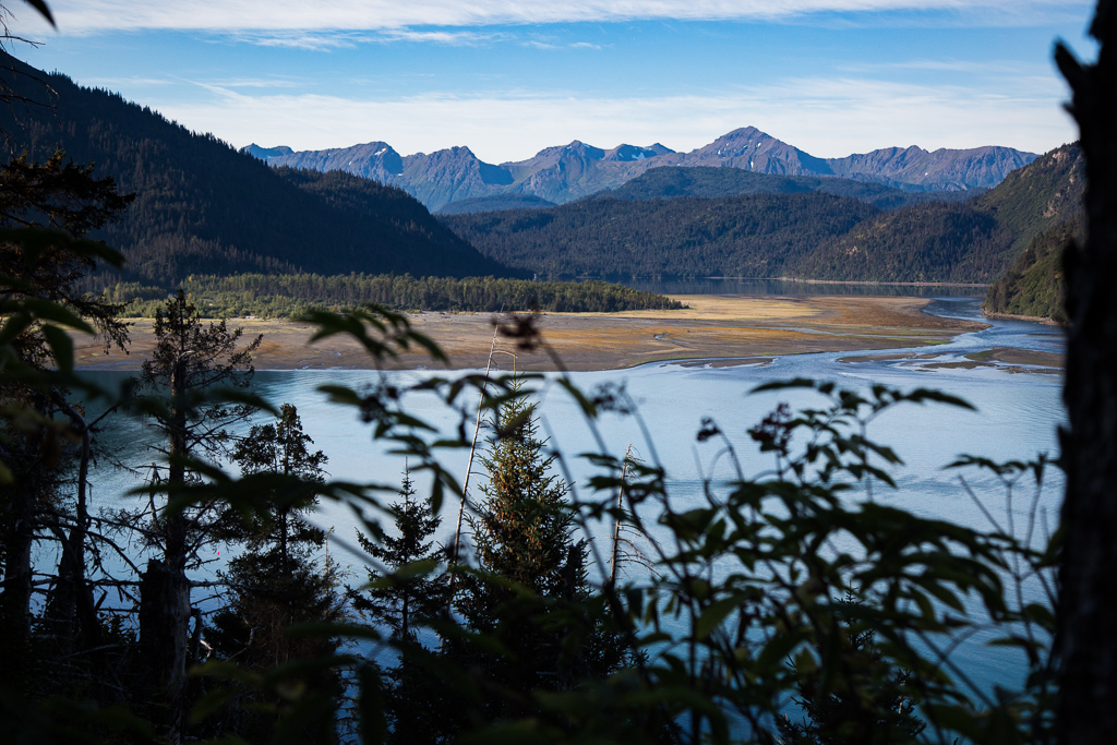 View through brush of Halibut Cove with Mountains in the distance.
