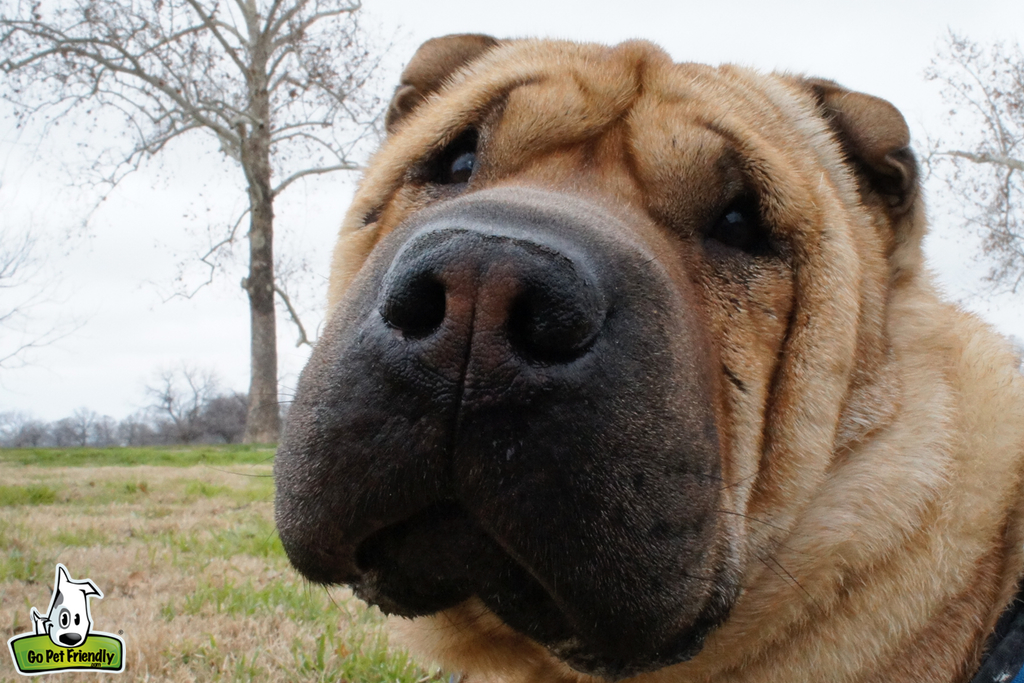 Close up photo of dog's face.