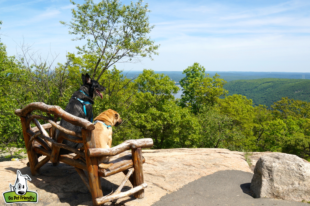 Two dogs sitting on a bench looking out over trees and water below.