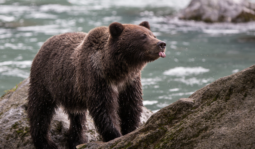 Bear on a rock sticking its tongue out.