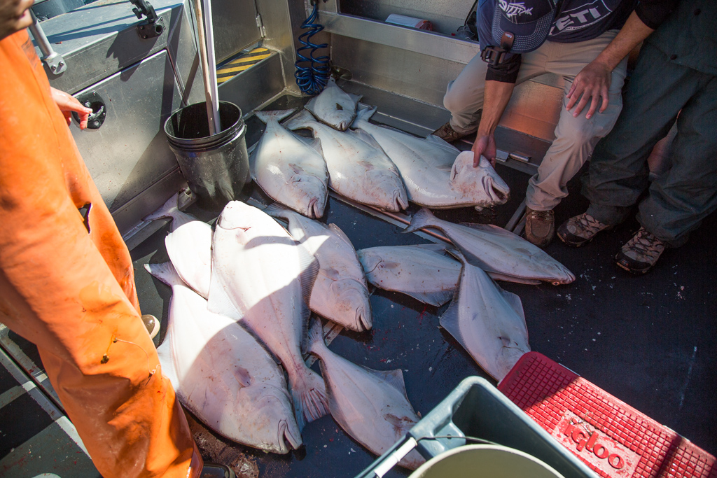 Halibuts laying at the back of a fishing boat.