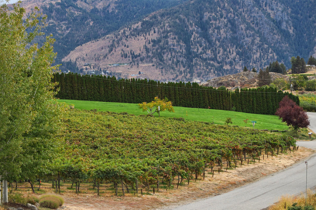 Vineyard nestled against the tree covered hillside.