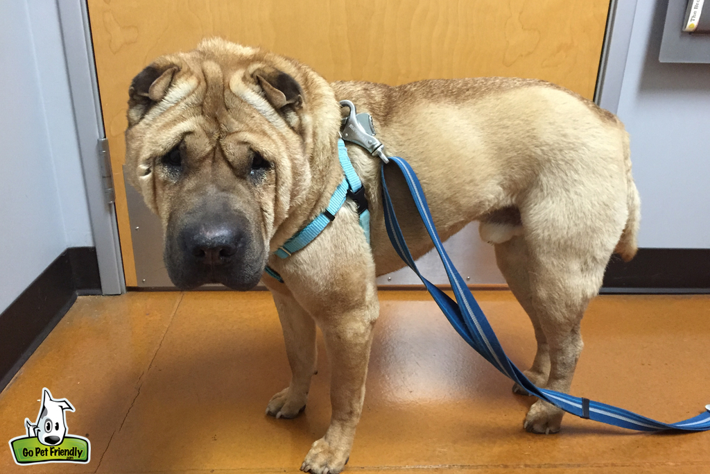 Dog at the vet office.