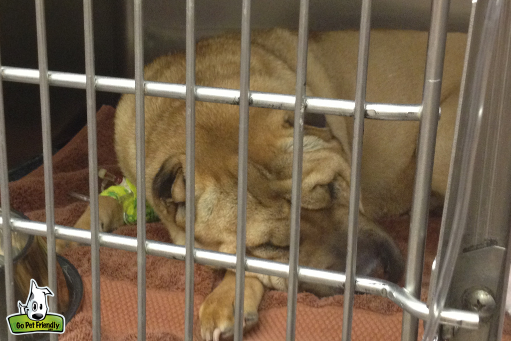 Dog laying in a kennel at the vet.