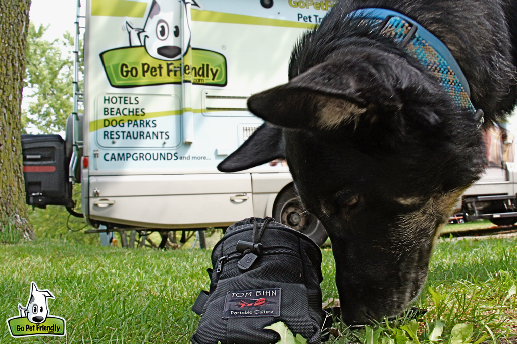 Dog sniffing a treat bag.