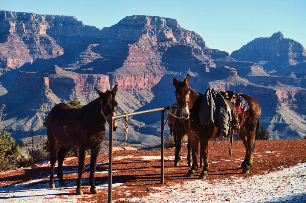 Three horses tied to a post.