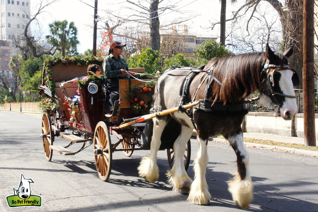 People riding in a horse drawn carriage. 