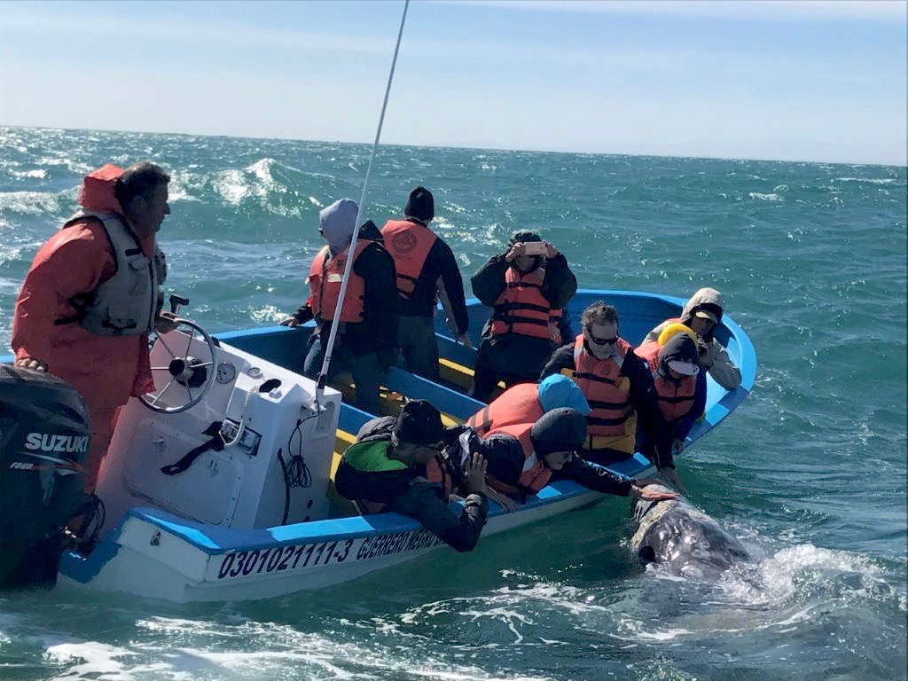 Group on a boat with a whale right next to the boat.