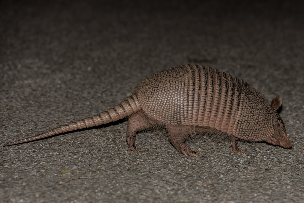 Armadillo crossing road.