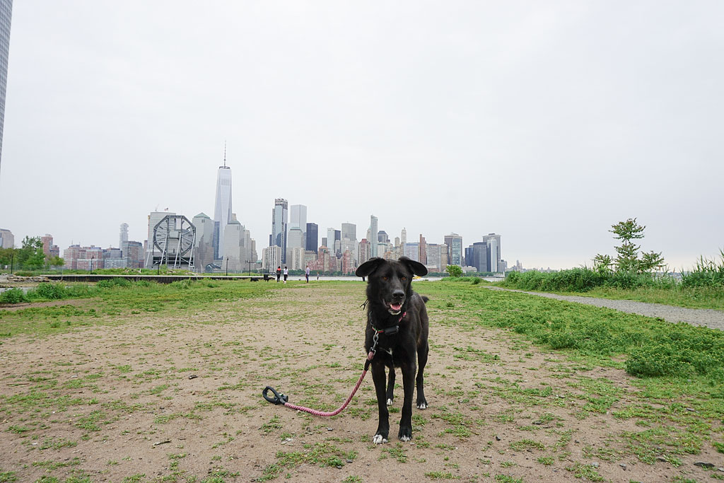Dog at a park with the city skyline across the water.