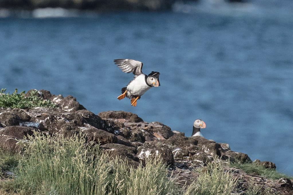 Puffin taking flight