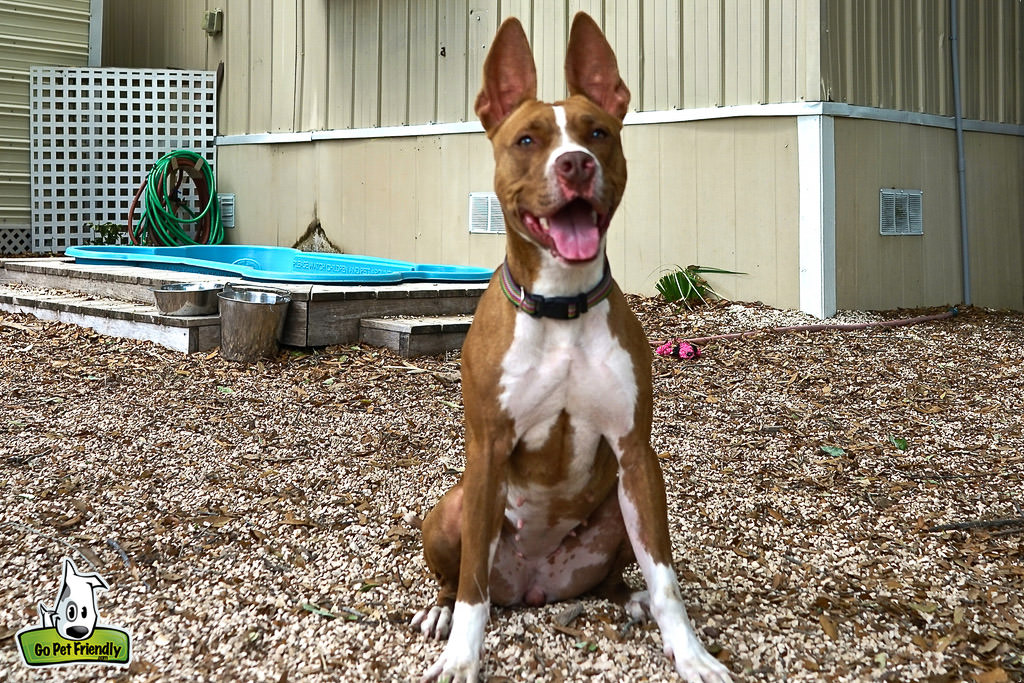 Brown and white short-haired dog sitting nicely for photo