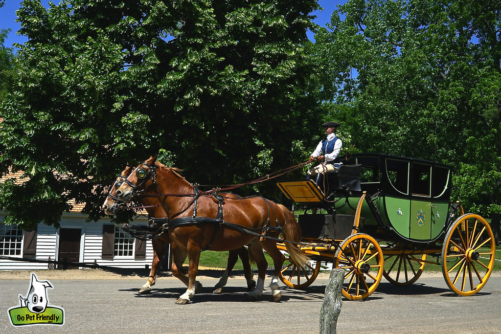 Horse drawn carriage being led by man in colonial attire.