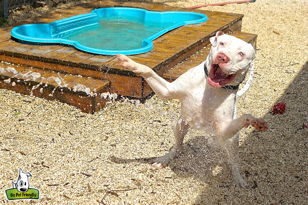 Dog playing by a dog pool.