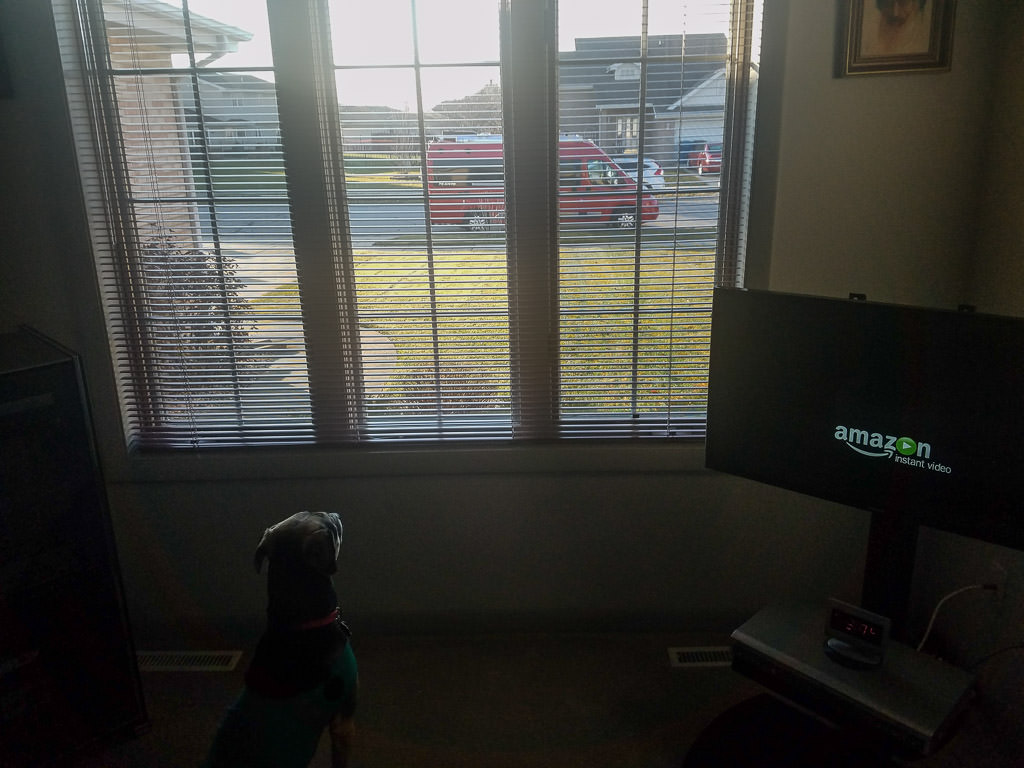 Winnebago Travato parked on street with dog staring out the home window at it