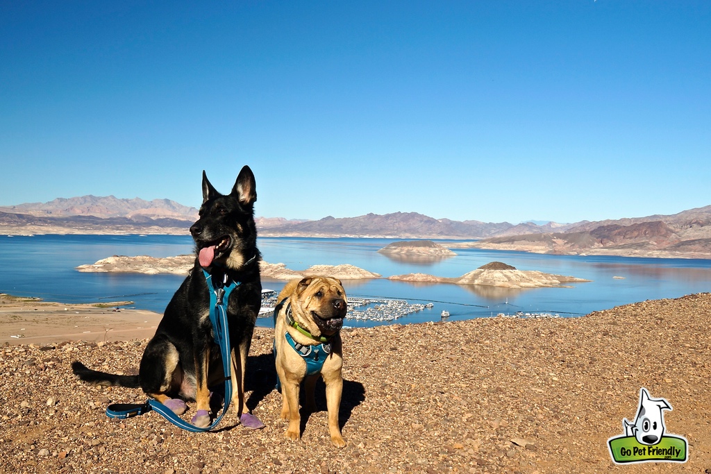 Two dogs on high ground with water and docked boats in the background