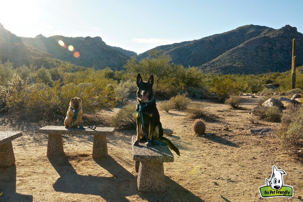 Two dogs sitting on stone benches with hills in the background
