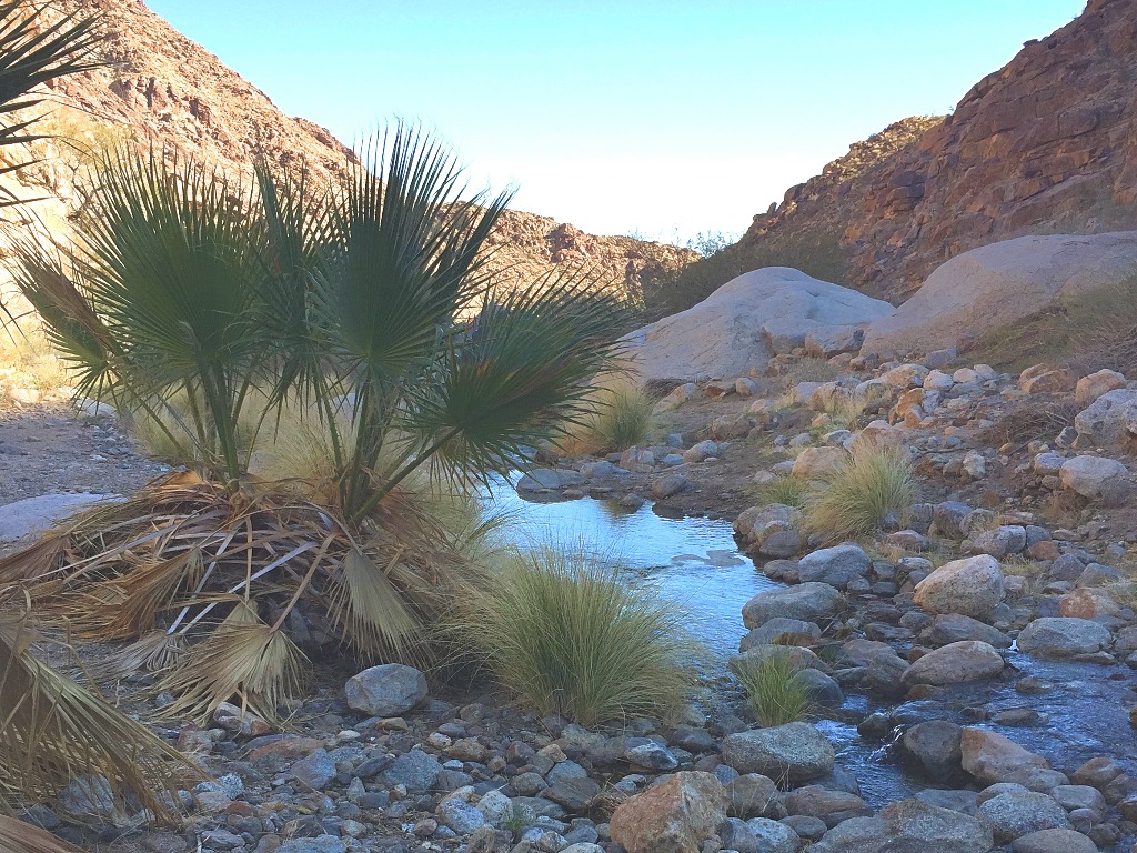 Small pond surrounded by rocks and plants
