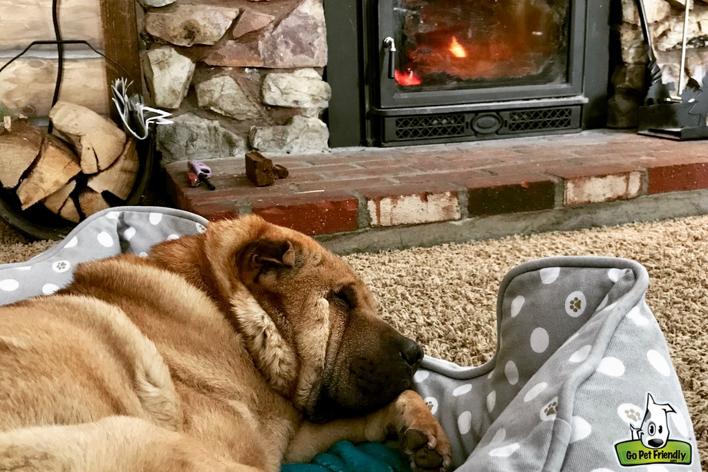 Ty laying in a dog bed in front of the wood burning fireplace in the cabin.