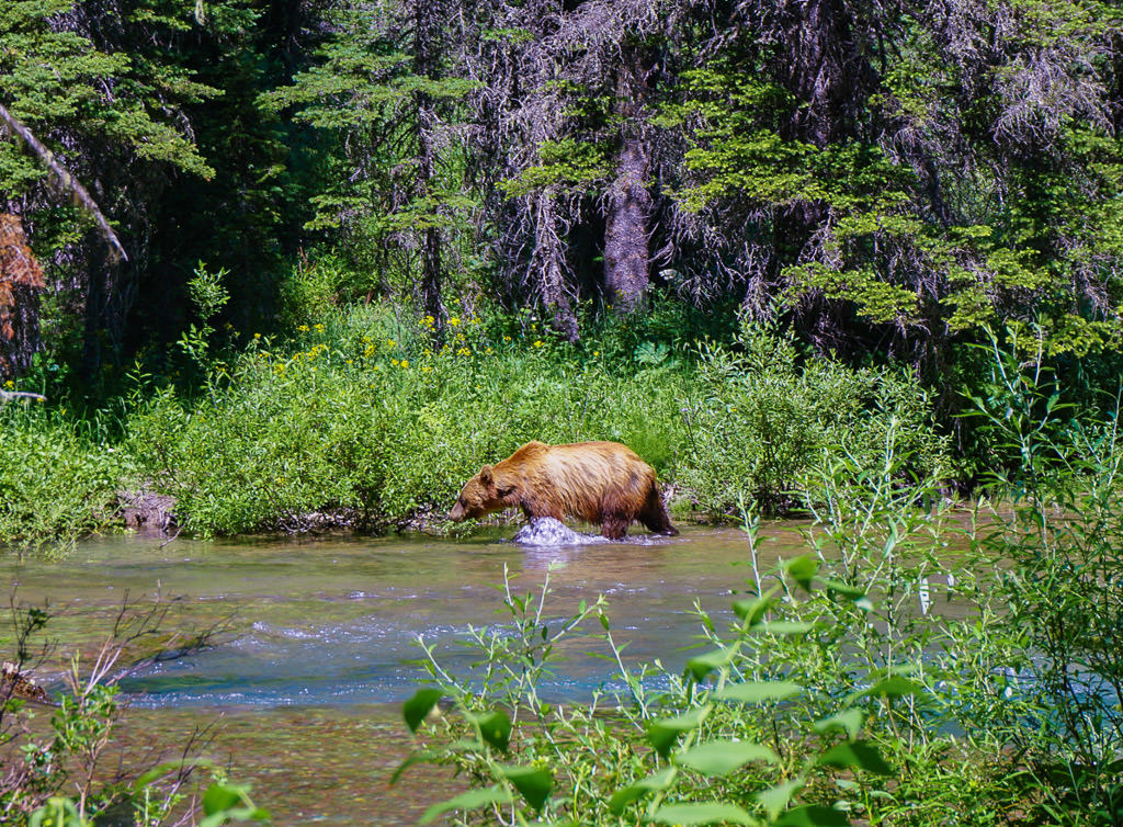 Bear wading through the water