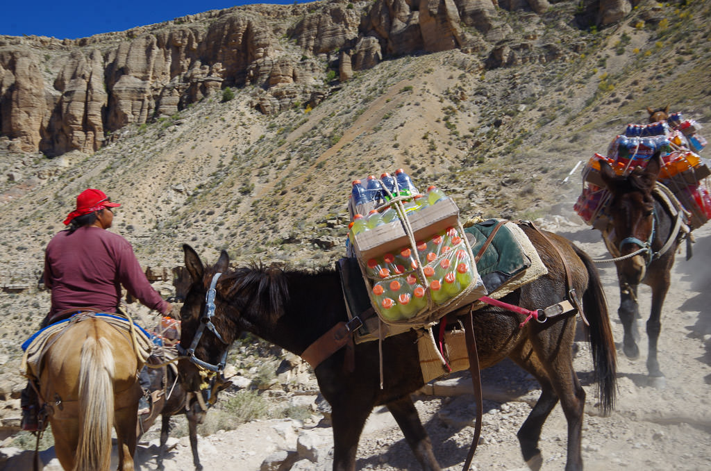 Havasu Falls hike and horses being led with Gatorade on their backs
