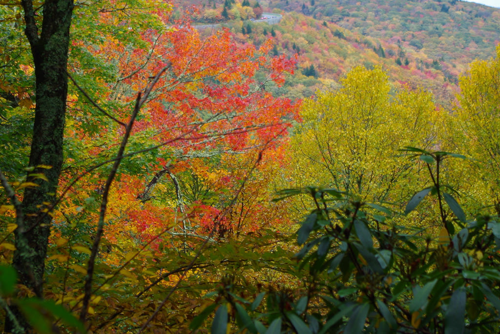 View from Cades Cove Campground of colorful trees stretched as far as the eye can see