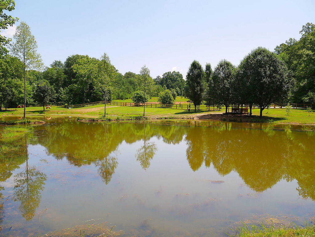 Pond at the dog park