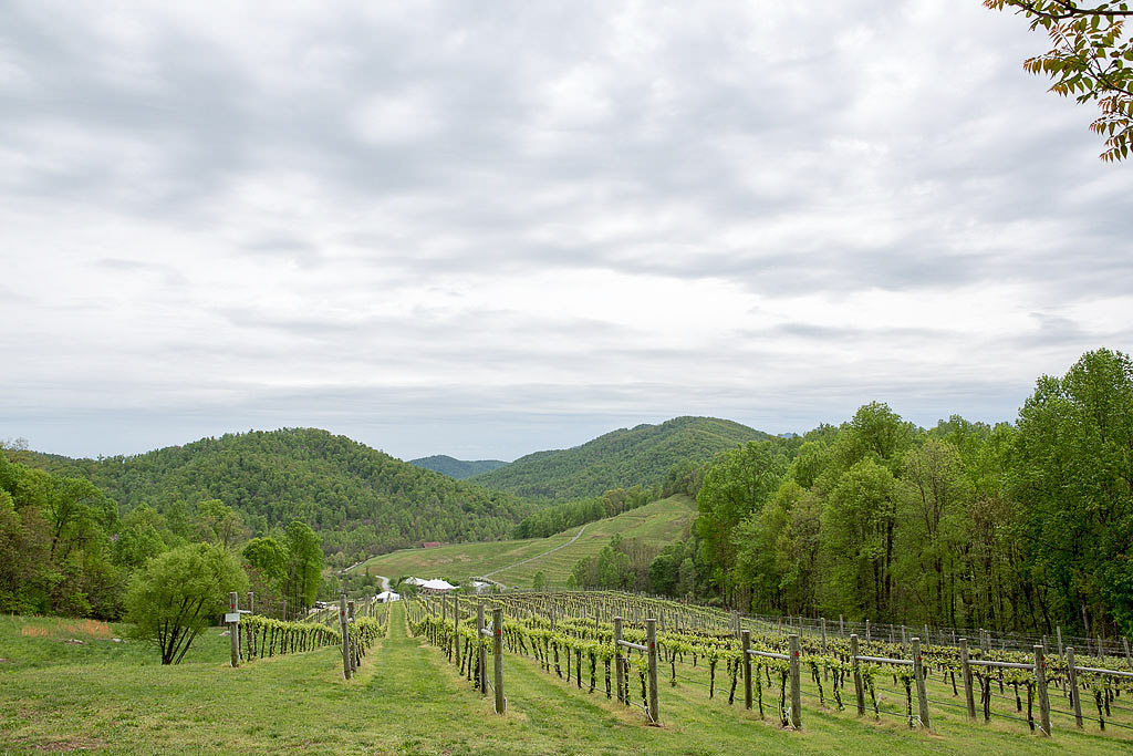 Rolling green foothills with rows of grape vines