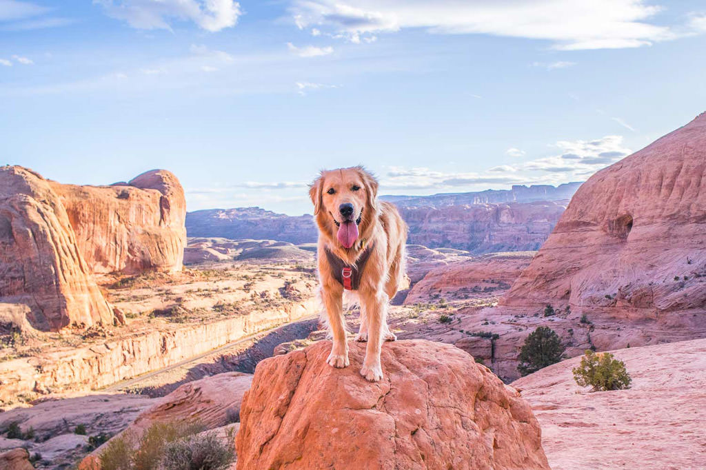Lucy standing on rock wearing harness