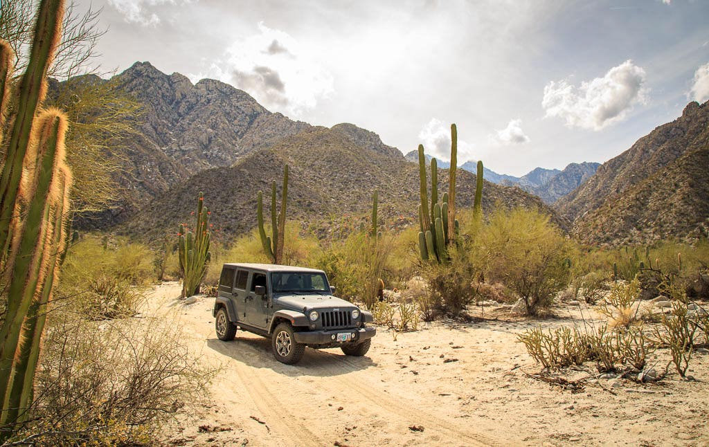 Vehicle parked among cacti with mountain range behind.