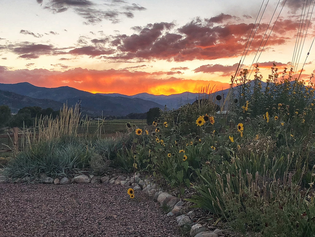 Sunflowers with sun setting over the mountains in the background.