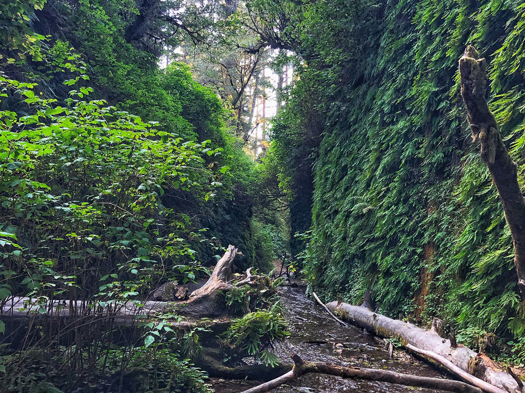 Shallow stream running through green brush in Fern Canyon.