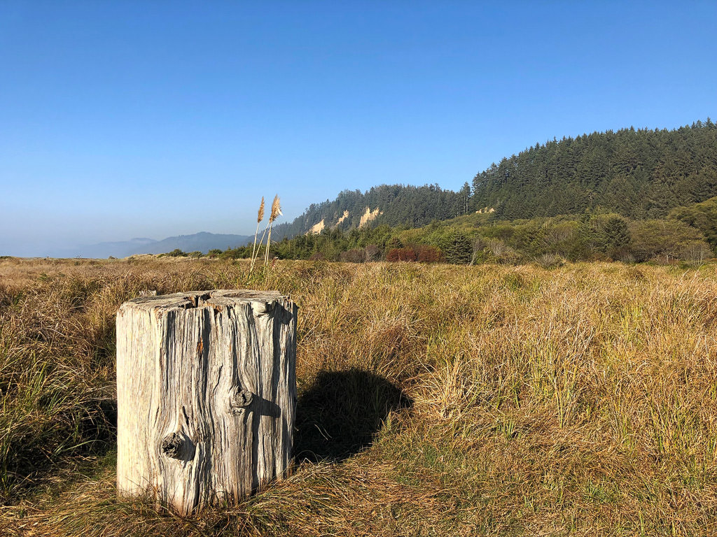 Tree stump in brush beneath the tree covered bluffs.