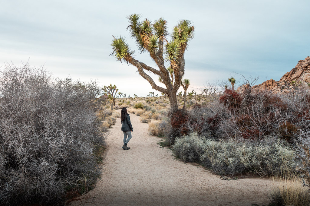 Nadia looking up at Joshua Tree among rough landscape.