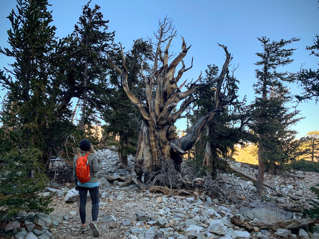 Stef looking up a unique tree on hiking trail.